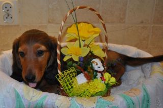 Jamnik d�ugow�osy